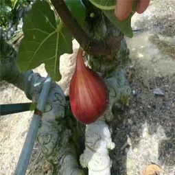 攀枝花綠抗一號(hào)無(wú)花果苗廠家——優(yōu)質(zhì)苗木的生產(chǎn)與供應(yīng)