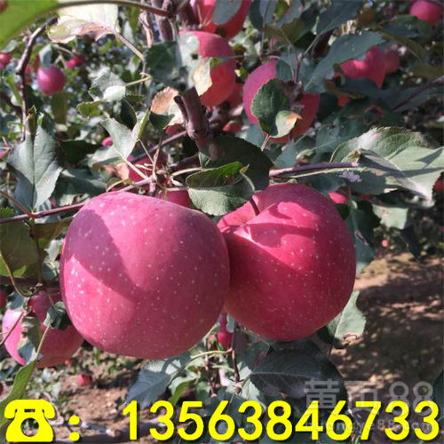 【寒富蘋(píng)果樹(shù)苗前景怎么樣、寒富蘋(píng)果樹(shù)苗批發(fā)價(jià)位】- 