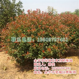 紅葉石楠樹(shù) 優(yōu)質(zhì)苗木批發(fā)與綠地建設(shè)的最佳選擇