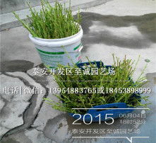 高清圖片與苗木 視覺(jué)藝術(shù)與綠色產(chǎn)業(yè)的完美結(jié)合