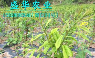 1-3公分李子苗批發(fā)價(jià)格及廠家直銷優(yōu)勢(shì)解析