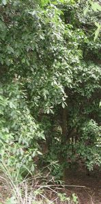 綠化苗木產(chǎn)品之213號(hào)苗木圖片與信息